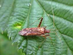 Image of Phytocoris ulmi (Linnaeus 1758)