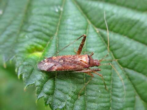 Image of Phytocoris ulmi (Linnaeus 1758)