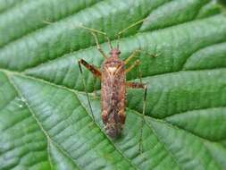 Image of Phytocoris ulmi (Linnaeus 1758)