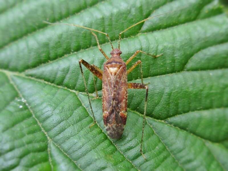 Image of Phytocoris ulmi (Linnaeus 1758)