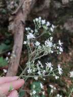 Imagem de Saxifraga hirsuta L.