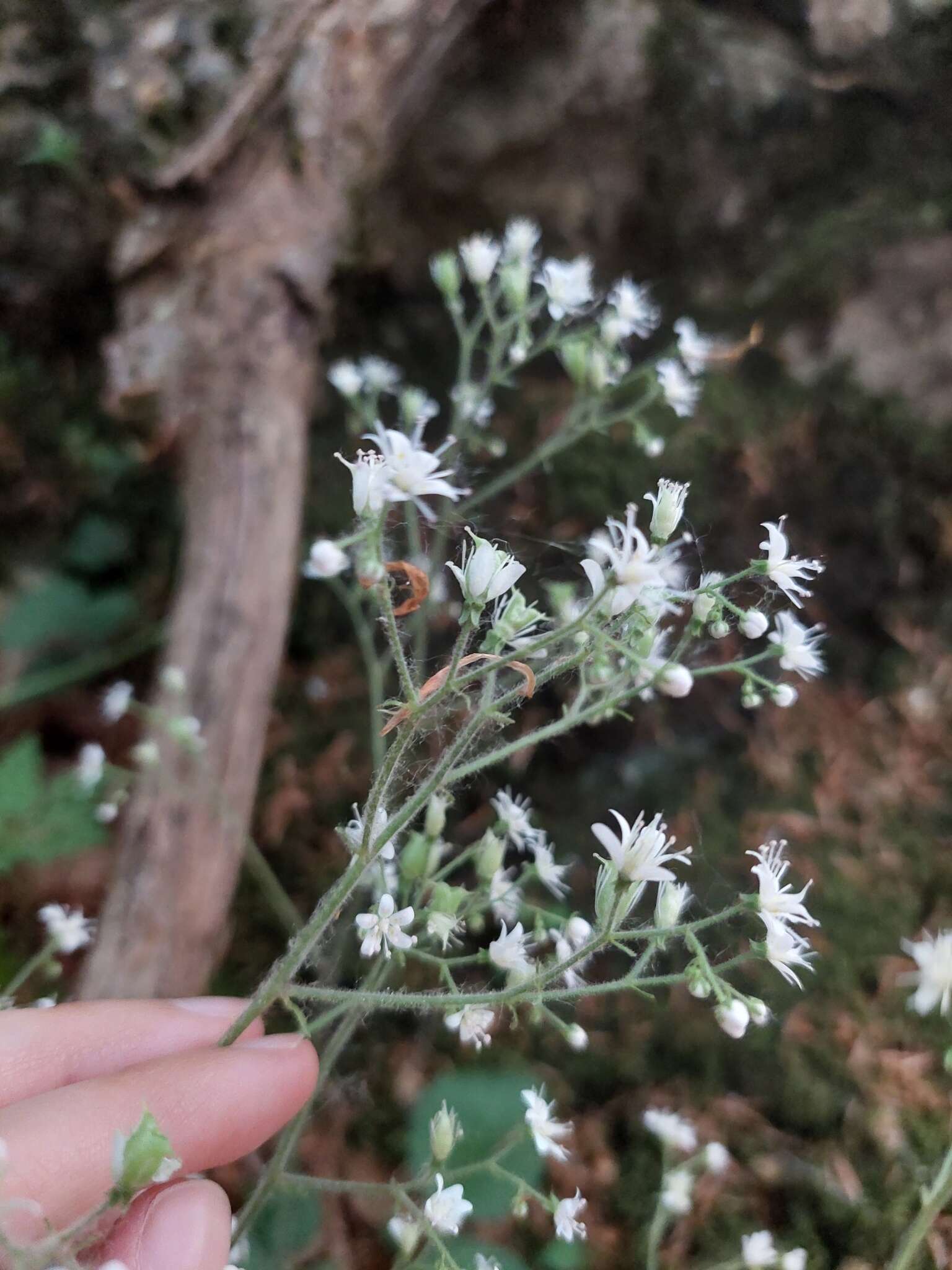 Sivun Saxifraga hirsuta L. kuva