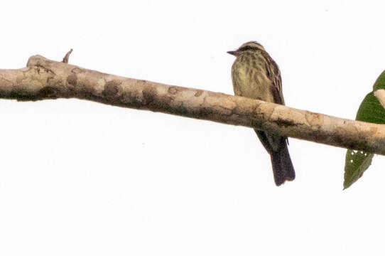 Image of Empidonomus Cabanis & Heine 1860