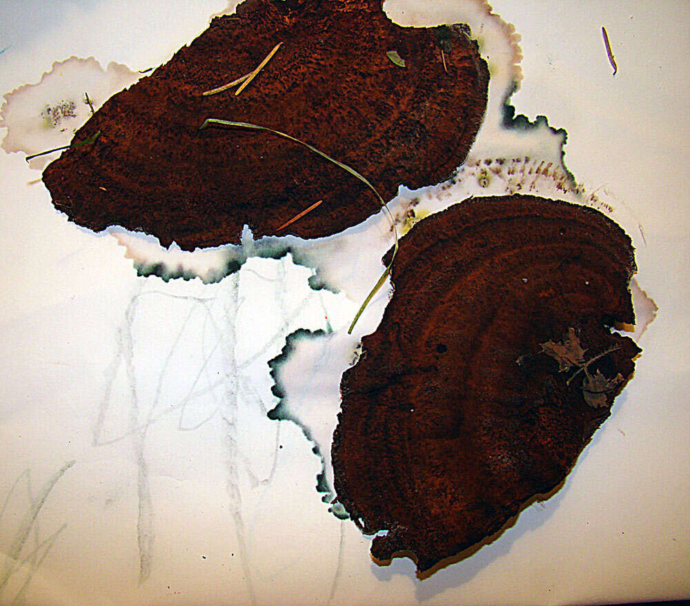 Image of dyer's polypore