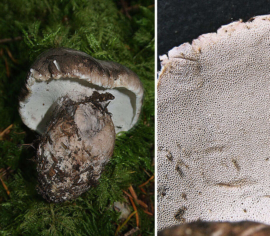 Image de Polypore gris