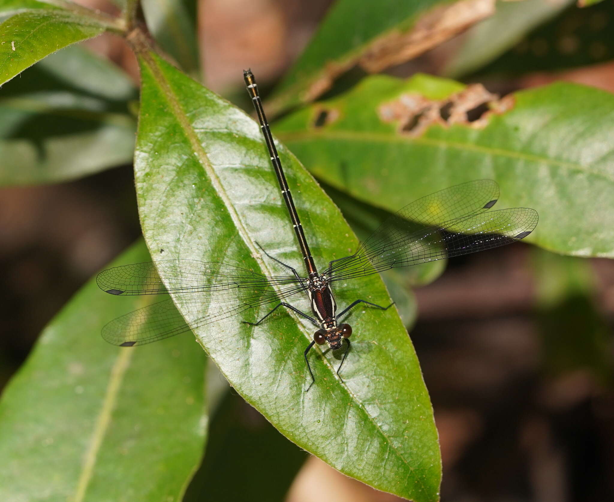 Image of Sydney flatwing