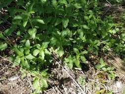 Image of stinging nettle