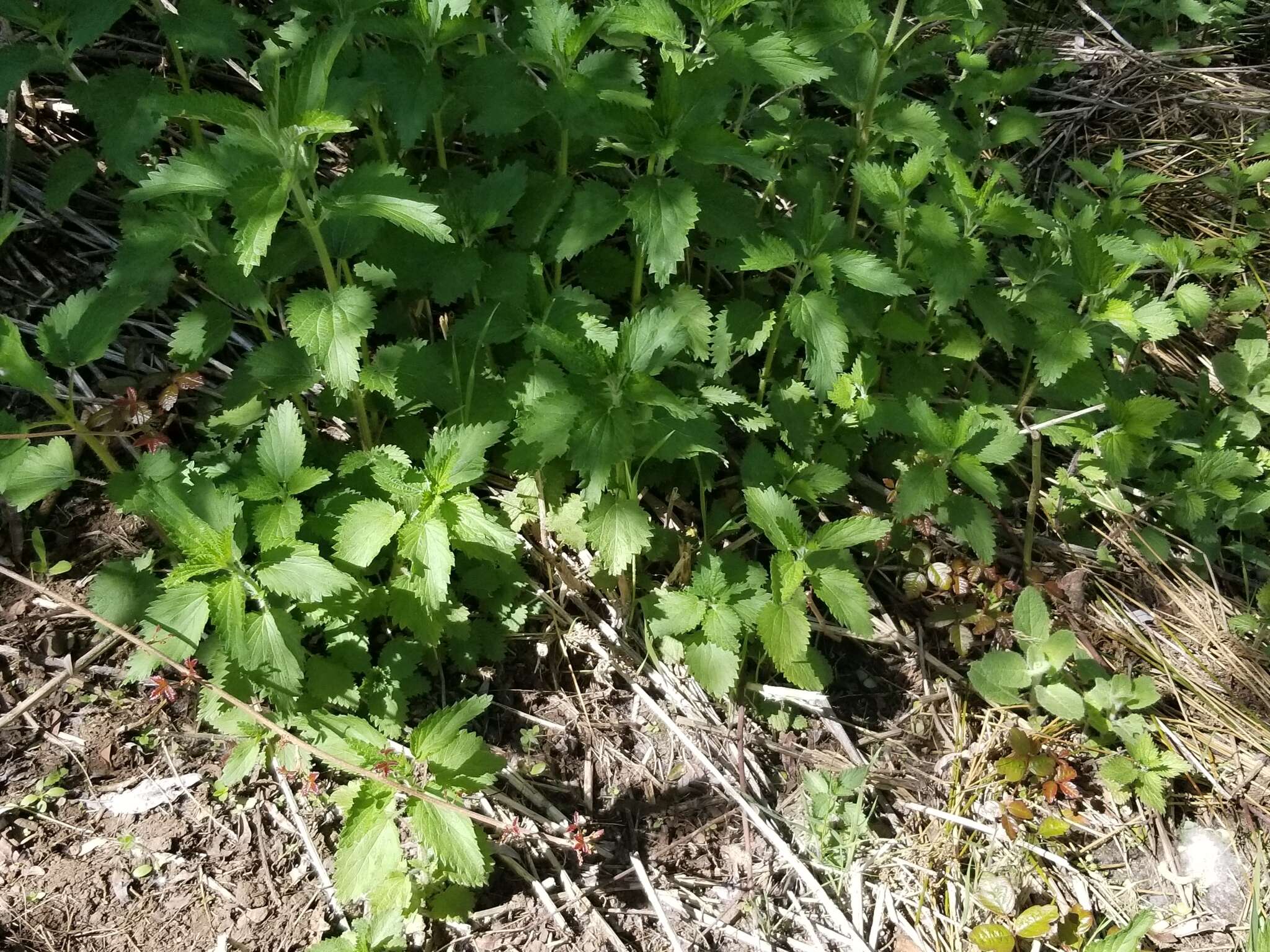 Image of stinging nettle