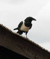 Image of Pied Crow