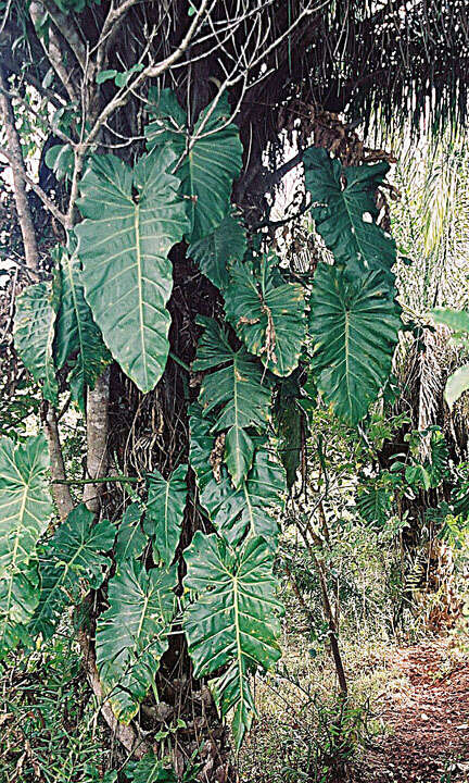 Image of Philodendron maximum K. Krause