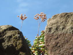 Image of White Stonecrop