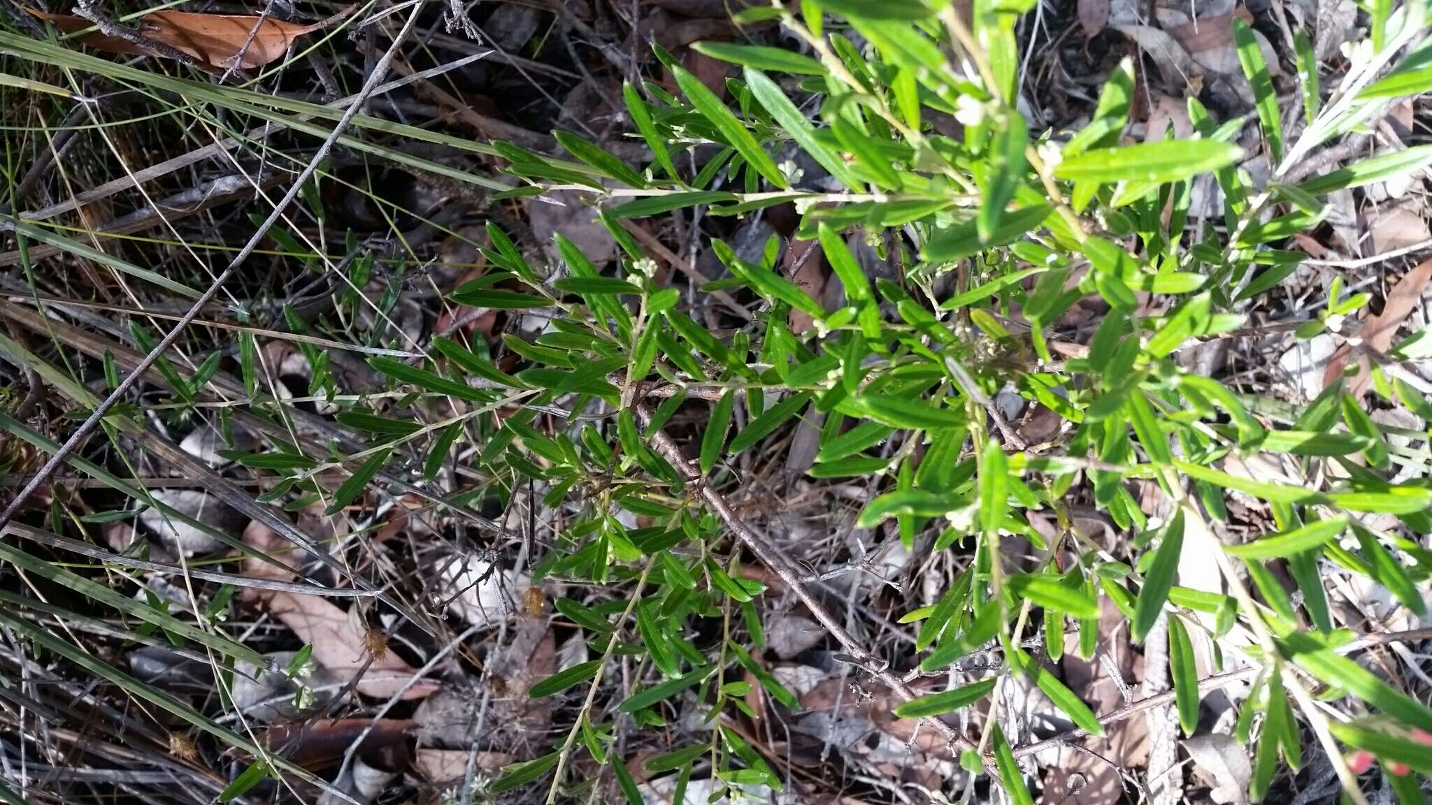 Image of Grevillea fasciculata R. Br.