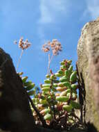 Image of White Stonecrop