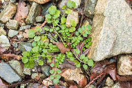 Image of wood bitter-cress, wavy bitter-cr.