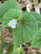 Image of Brazilian Begonia