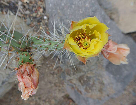 Image of Grassland Pricklypear