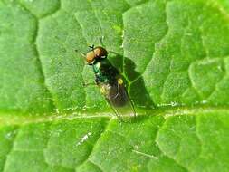 Image of Soldier fly