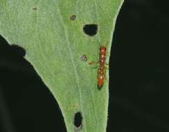 Image of Pseudomyrmex pallidus (Smith 1855)