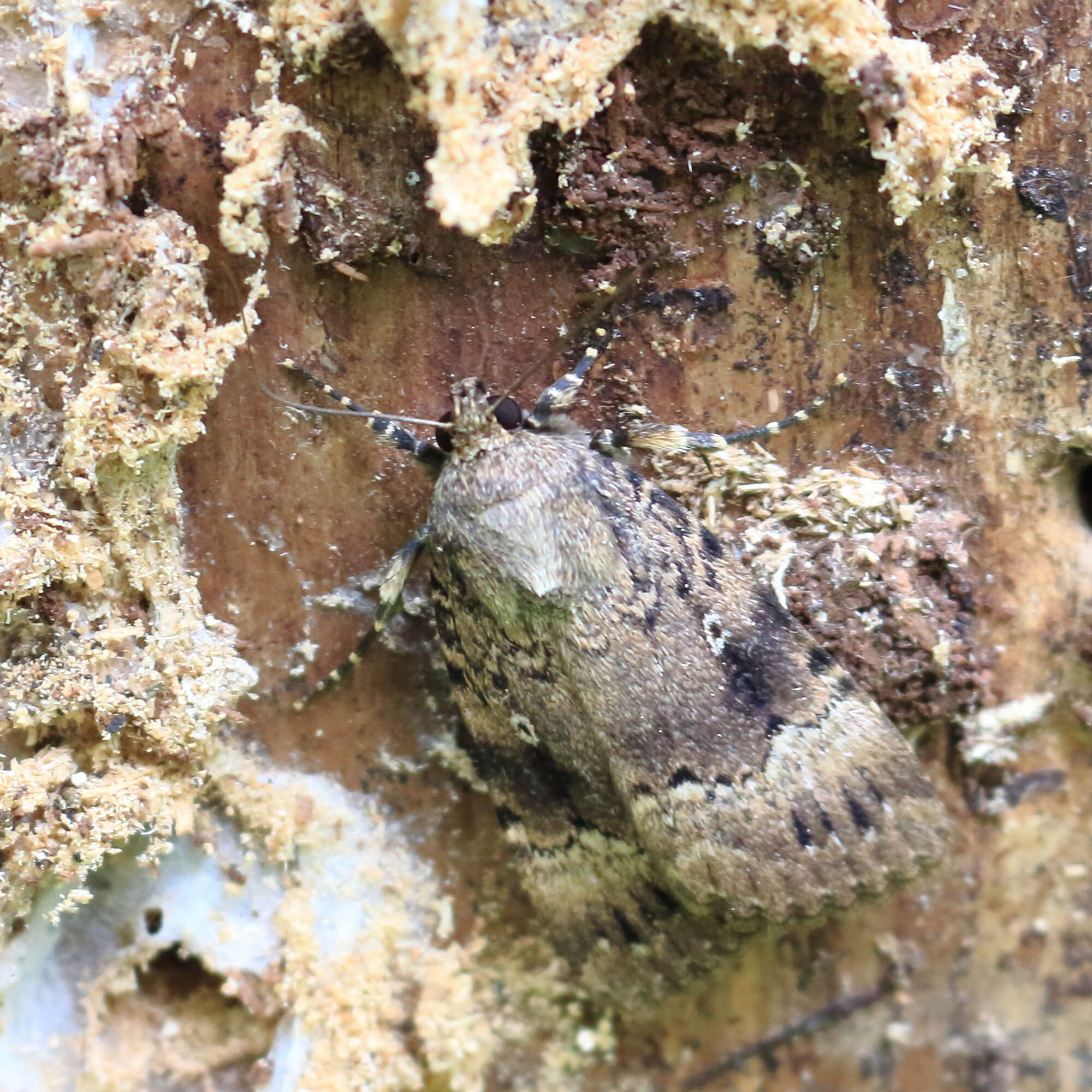 Image of copper underwing