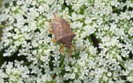 Image of Spined Soldier Bug