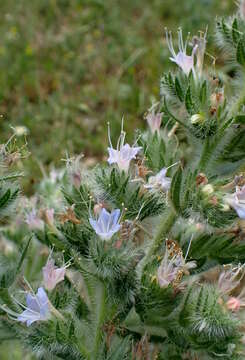 Image of Italian viper's bugloss