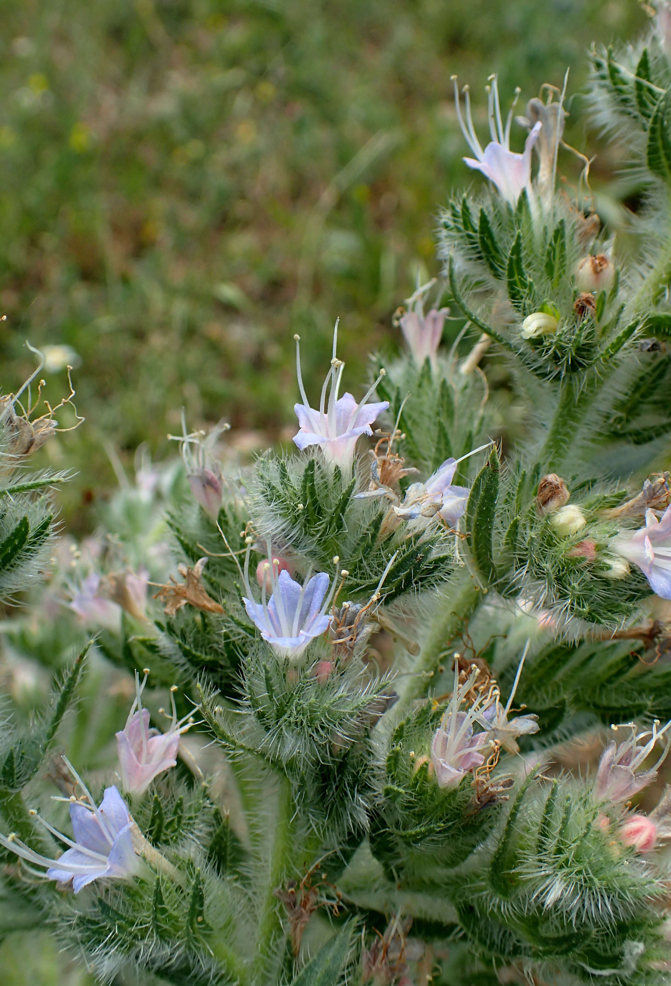 Echium italicum L.的圖片