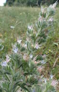 Echium italicum L.的圖片