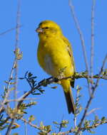 Image of Yellow Canary