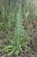 Echium italicum L.的圖片