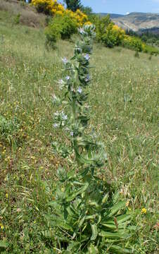 Image of Italian viper's bugloss