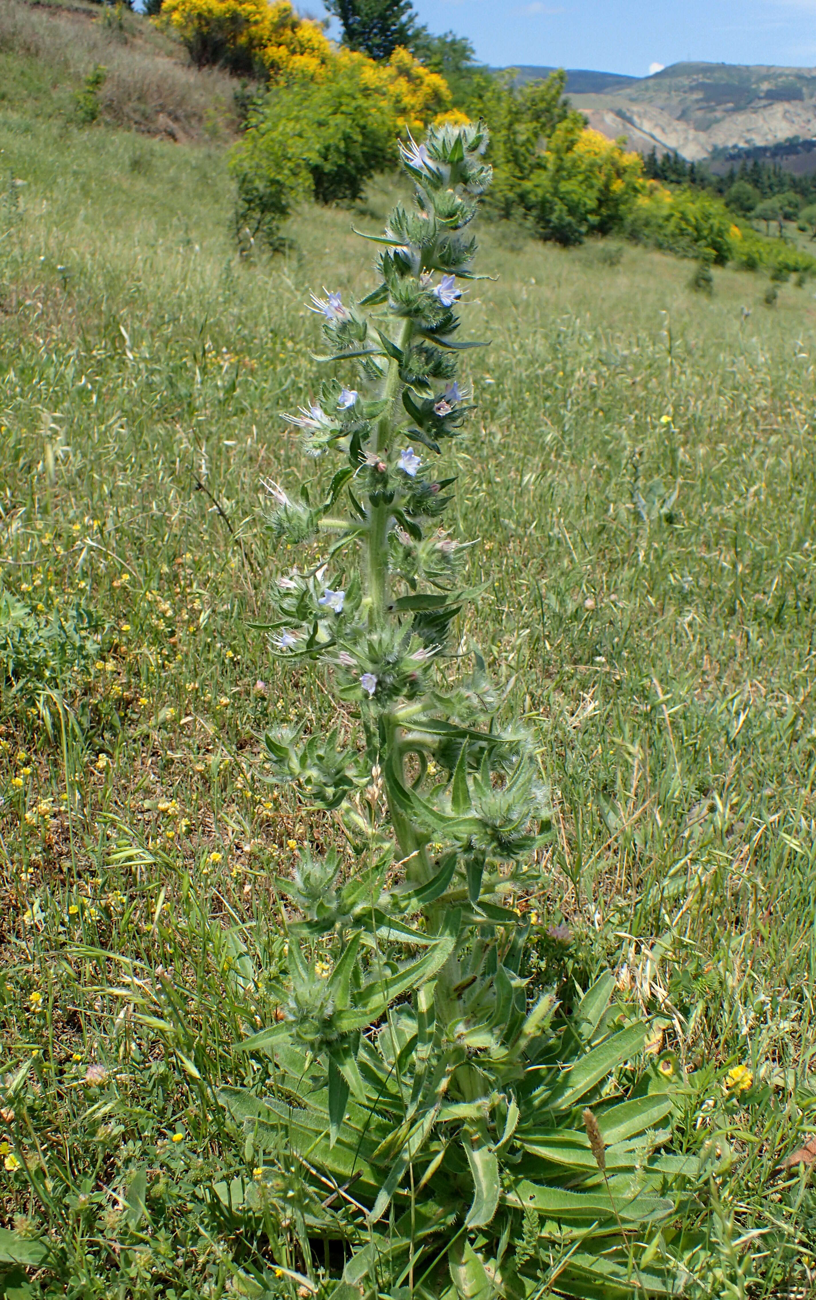 Echium italicum L.的圖片