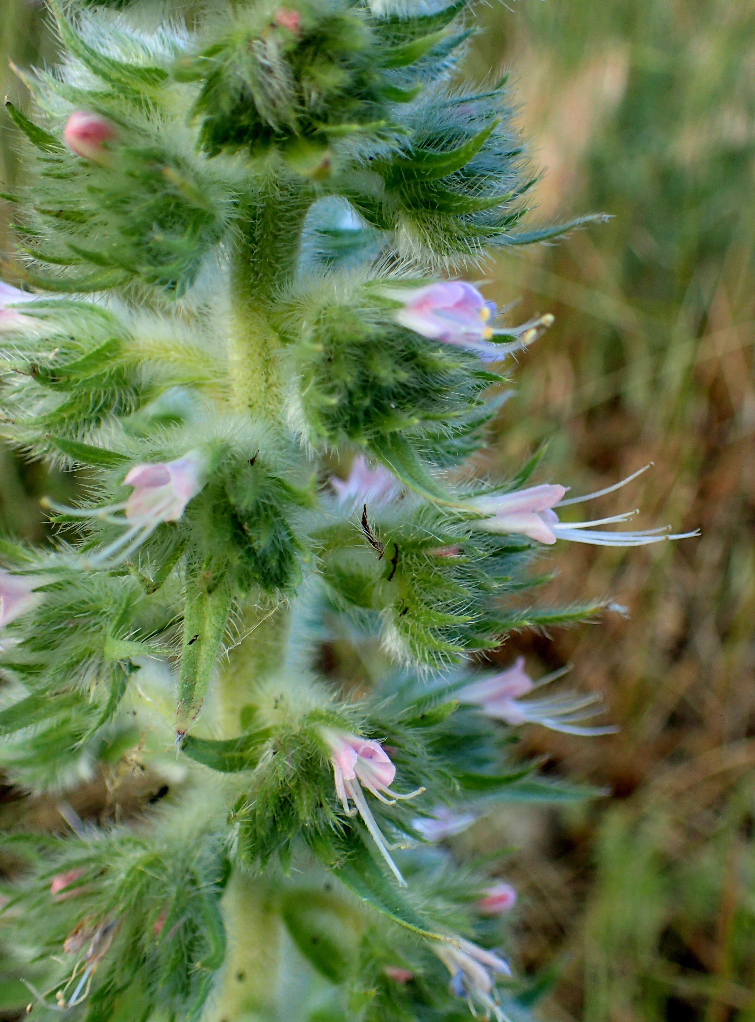 Echium italicum L.的圖片