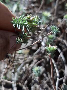 Image of Sedum bourgaei Hemsl.