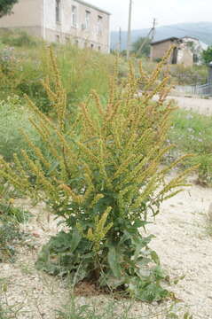 Imagem de Rumex stenophyllus Ledeb.