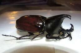 Image of Xylotrupes beckeri intermedius Silvestre 2004