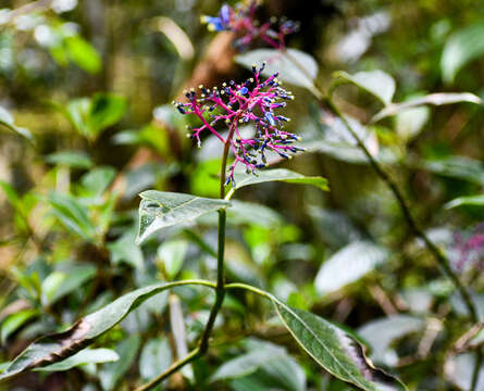 Image of Palicourea amethystina (Ruiz & Pav.) DC.