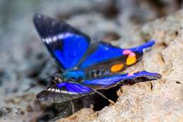 Image of "Periander Metalmark,"