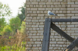 Image of common gull