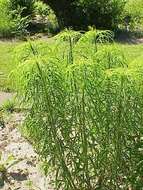 Image of willowleaf sunflower