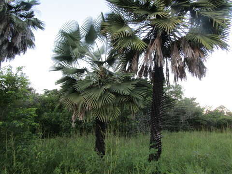 Image of Carnauba palm