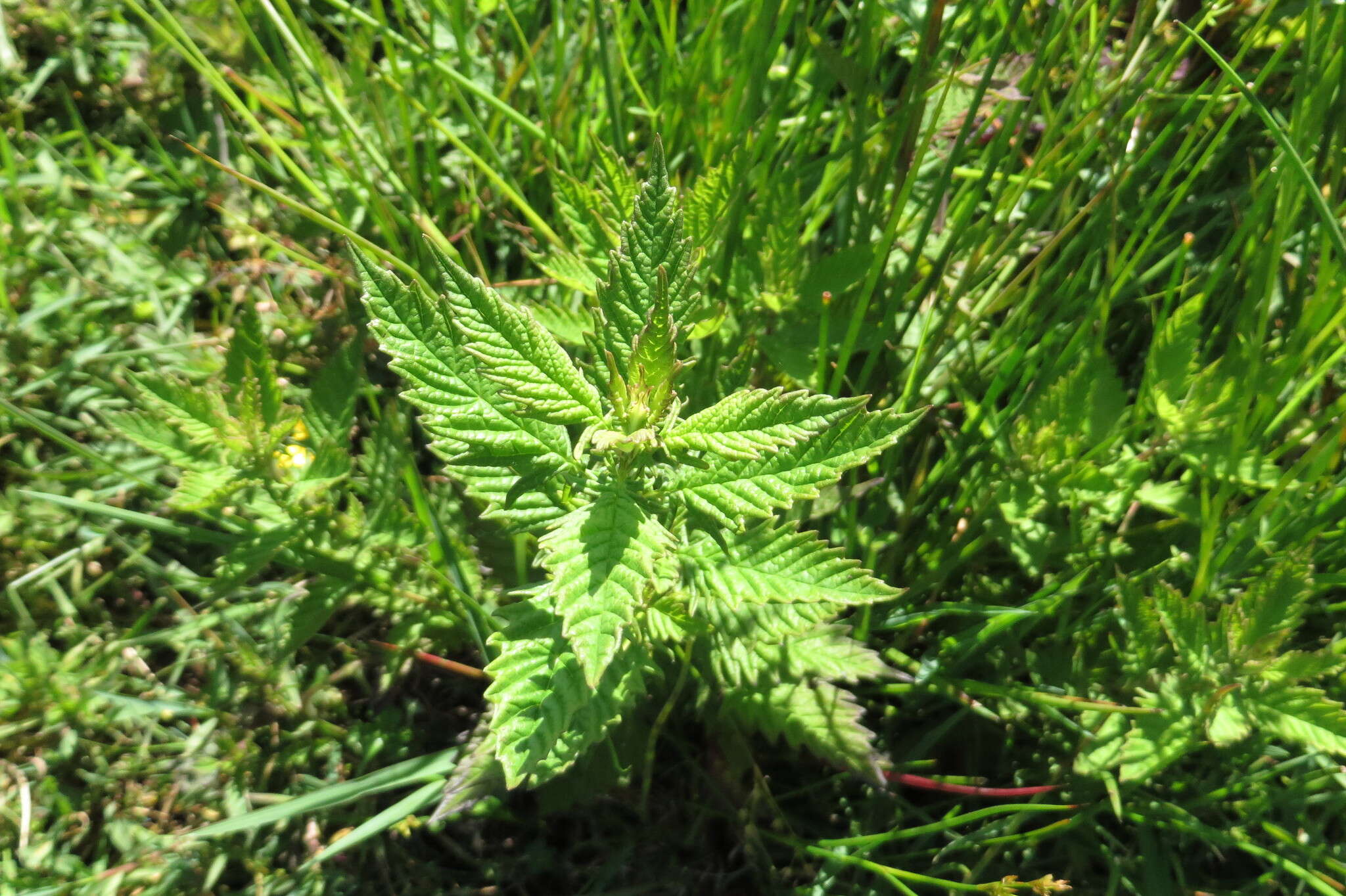 Image of Bugleweed