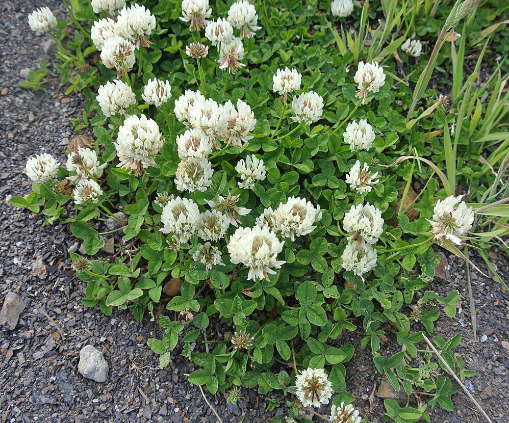 Image of white clover