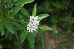 Lysimachia barystachys Bunge resmi