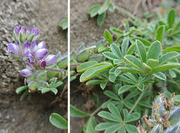 Image of Chick Lupine