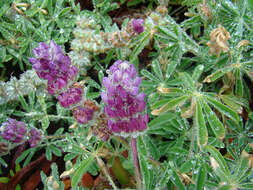 Image of Chick Lupine