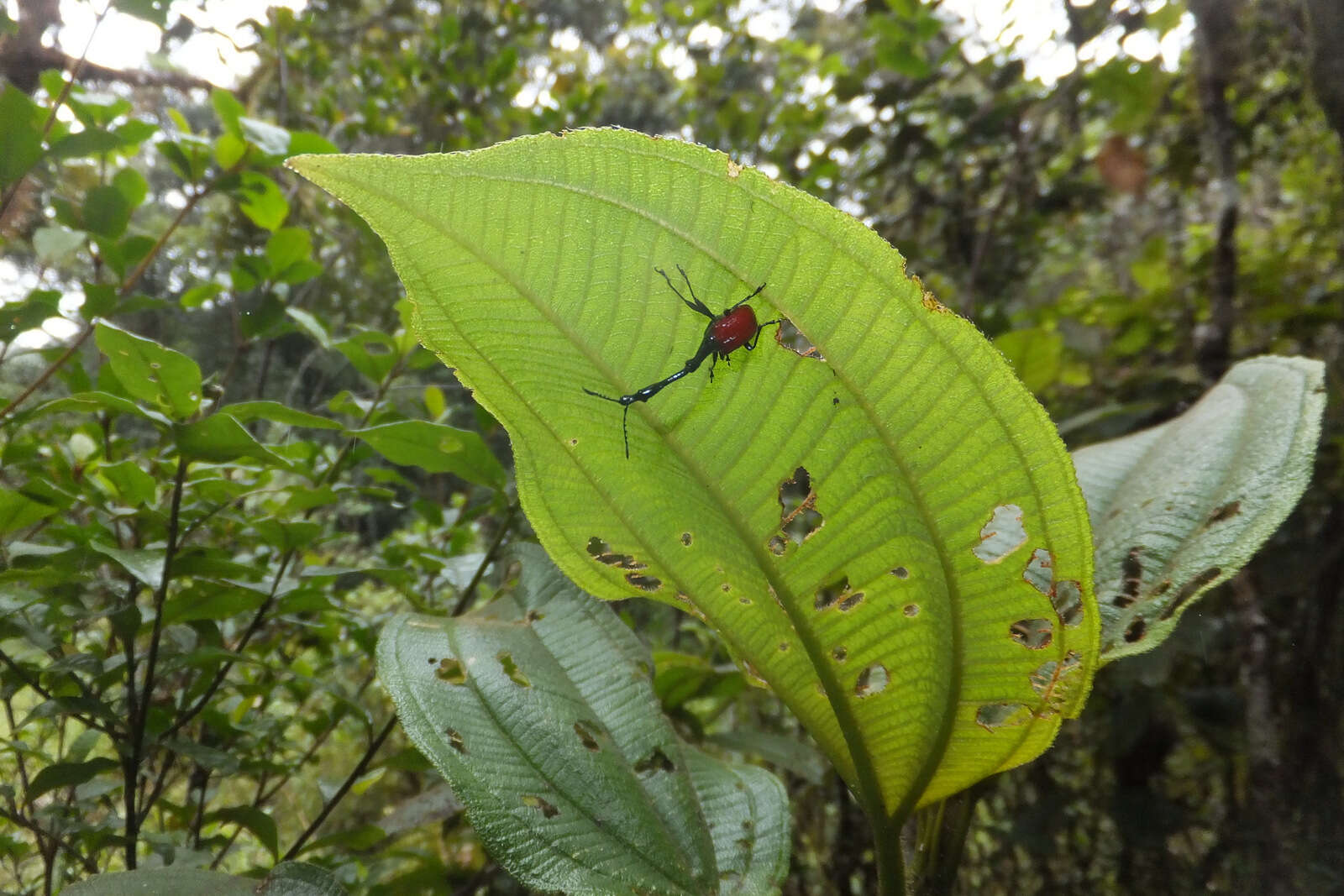 Image of Trachelophorus