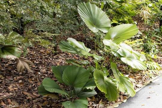 Image of Grosse Licuala Palm