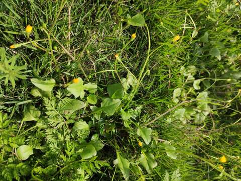 Image of Japanese nipplewort