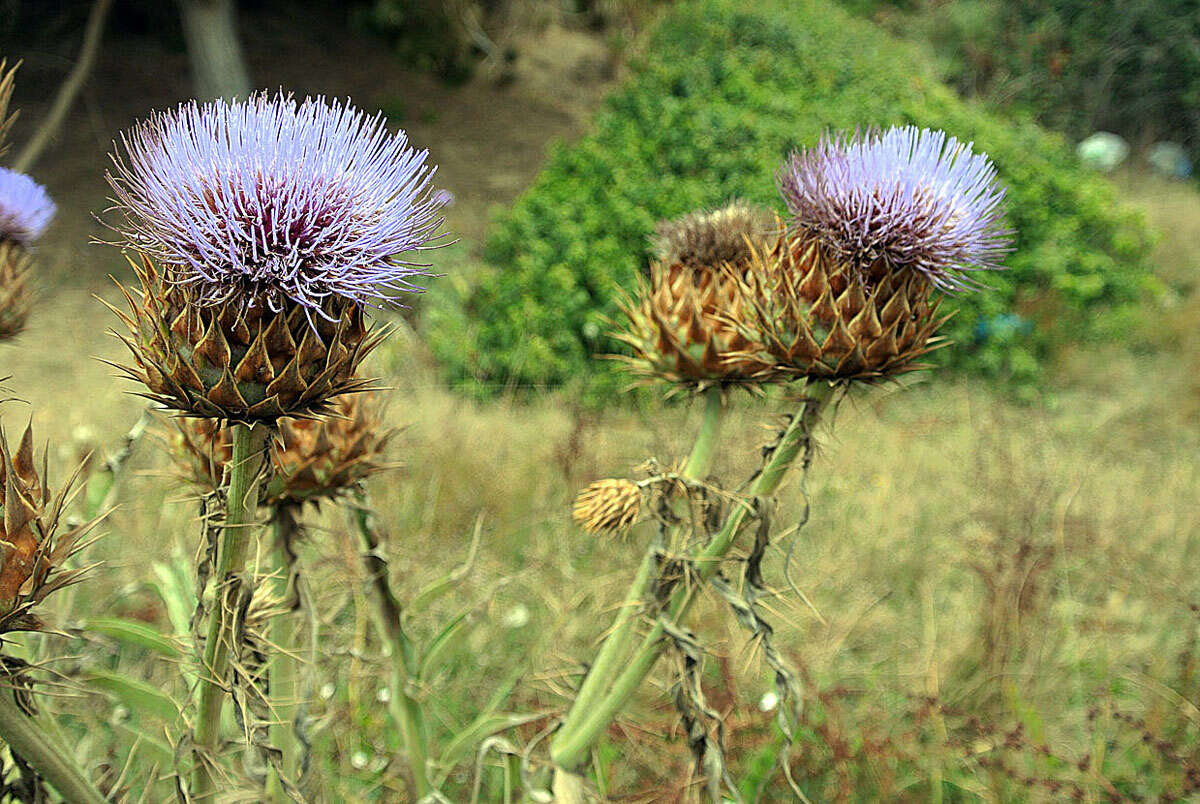 Image of cardoon