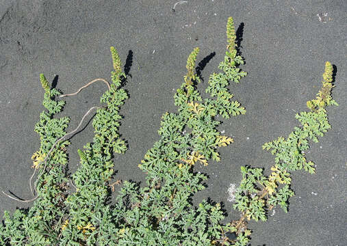 Image of silver bur ragweed